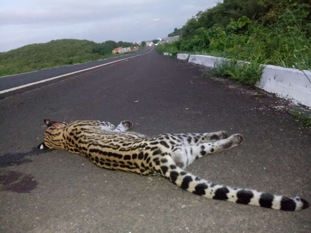 Onça na beira da estrada