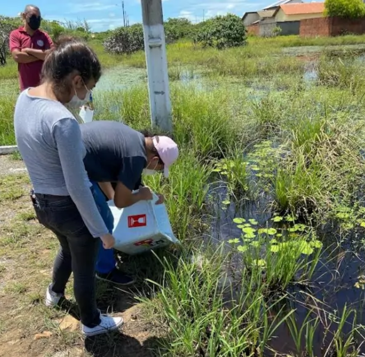 Os peixes "barrigudinhos" são larvófagos, ou seja, se alimentam de pequenas larvas como as do mosquito da dengue.