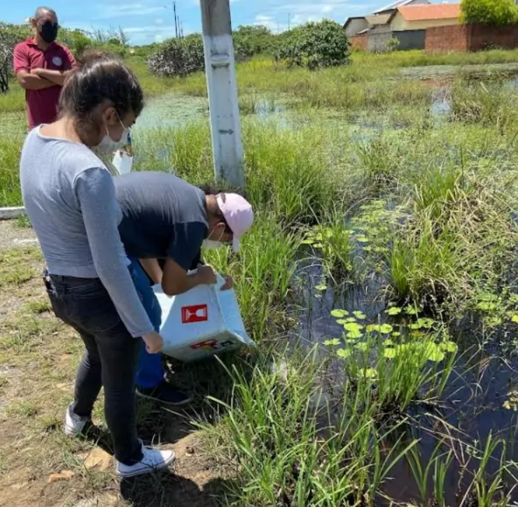 Os peixes "barrigudinhos"  são larvófagos, ou seja, se alimentam de pequenas larvas como as do mosquito da dengue.