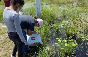 Os peixes "barrigudinhos"  são larvófagos, ou seja, se alimentam de pequenas larvas como as do mosquito da dengue. (Foto: Reprodução/Ascom/Uespi)