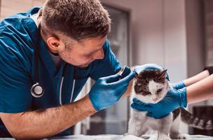 VEterinário (Foto: Freepik)