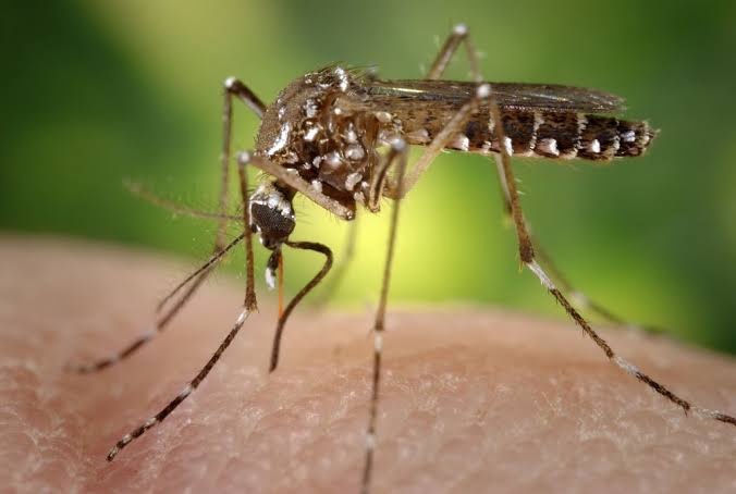 3ª morte por dengue é confirmado no Piauí