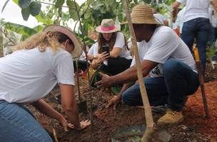 Agrofroresta é a aposta da CASACOR (Foto: Ícone Comunicação/CASACOR Piauí)