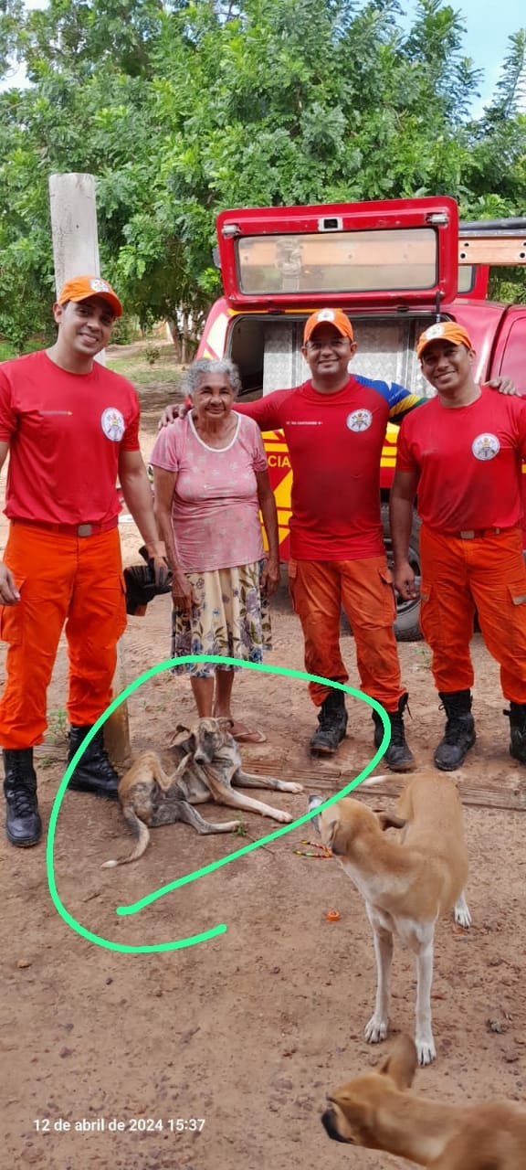 Cadela pintadinha