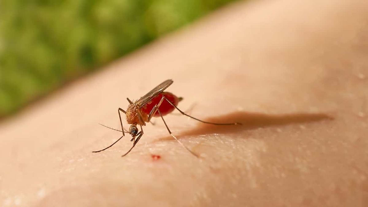 Mosquito transmissor da Febre do Oropouche