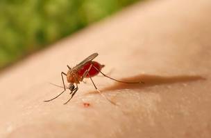 Mosquito transmissor da Febre do Oropouche (Foto: Reprodução)