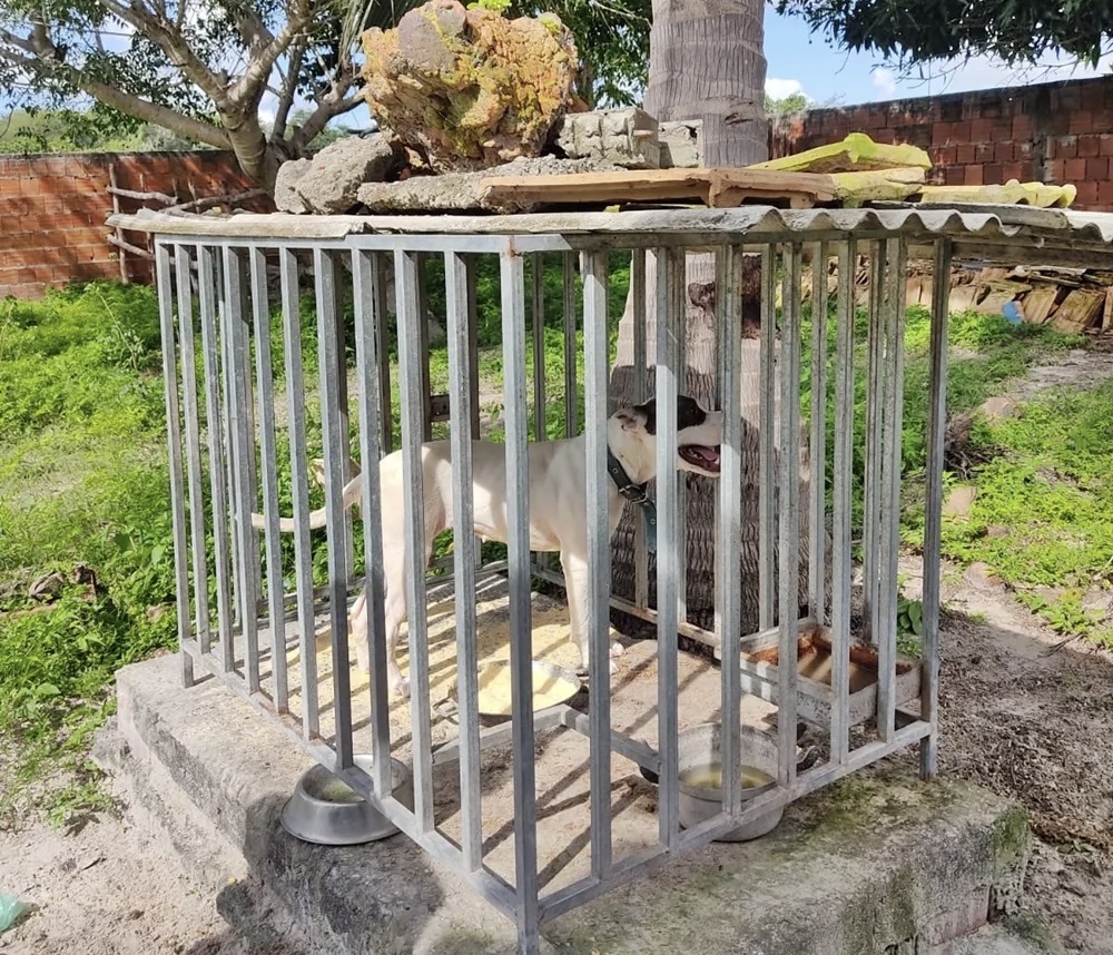 O animal estava preso em uma jaula com água e ração improprias para consumo