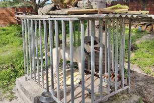 O animal estava preso em uma jaula com água e ração improprias para consumo