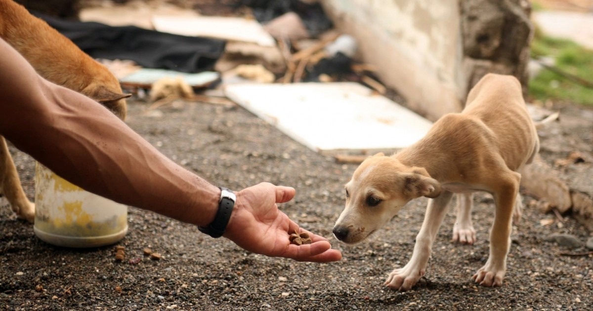 Proteção animal