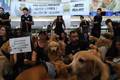 Após morte do cão Joca, tutores protestam em aeroporto de Brasília