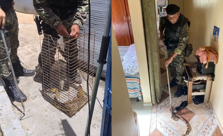 Resgate de animais em área residencial de Teresina após fortes chuvas
