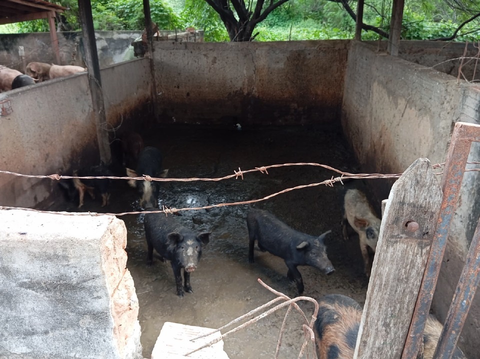 Segundo inspeção, o local tinha diversas irregularidades sanitárias