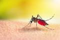 Casos de dengue registram aumento de 90,7% no Piauí