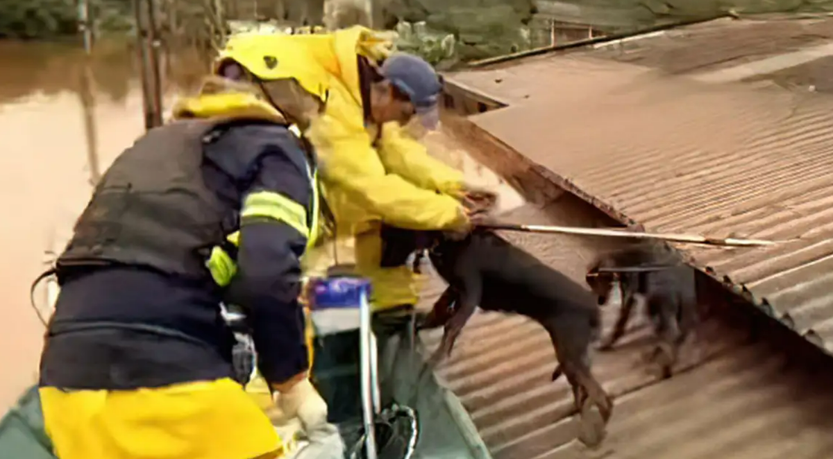resgate de animais