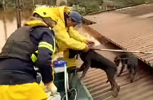 resgate de animais (Foto: Reprodução/Carla Sassi/Instagram)