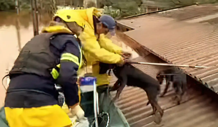 RS firma parceria com ONG para dar assistência aos animais resgatados