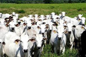 Agropecuária (Foto: Reprodução)