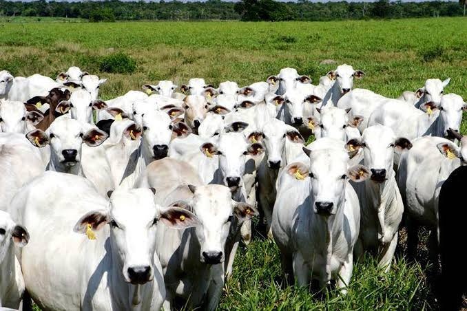 Agropecuária