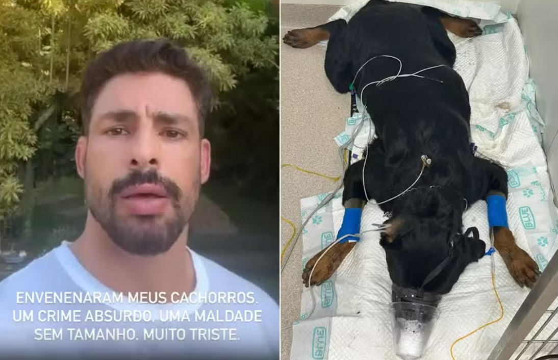 Cauã suspeita que o envenenamento de seus cachorros tenha sido uma tentativa de assalto a sua casa.
