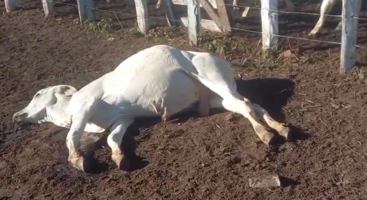 Maus Tratos a animais em Vaquejada de Sebastião Barros