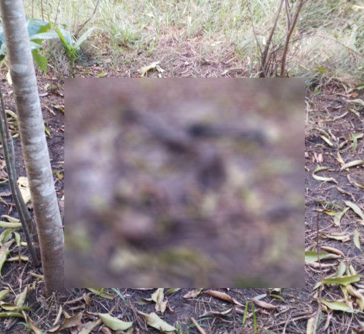Ossada humana encontrada em matagal