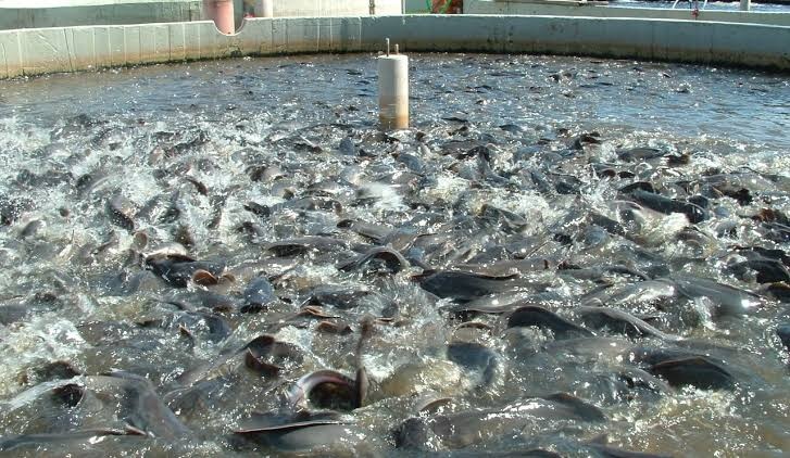 Produção de peixes