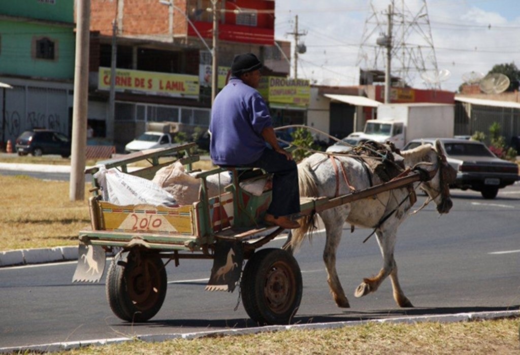 Proibido o uso de animais de tração