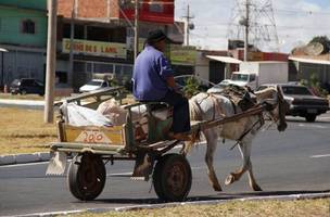 Proibido o uso de animais de tração (Foto: Reprodução)