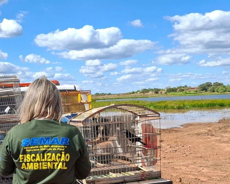 Animais silvestres são soltos na natureza após resgate de cativeiro em cidades do Piauí