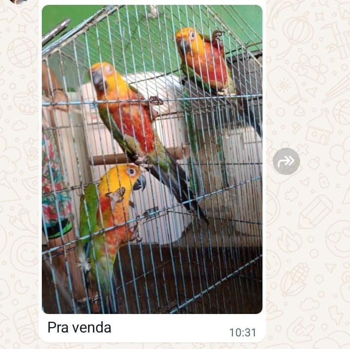 Anúncio de venda no grupo de whatsapp