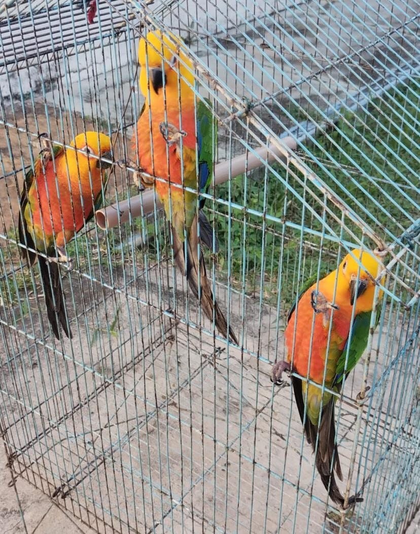 Aves resgatadas