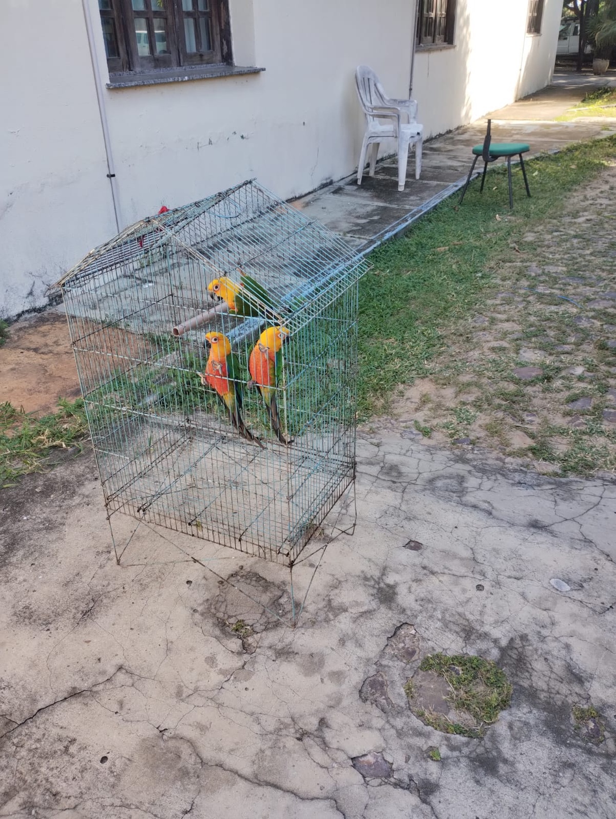 Aves resgatadas