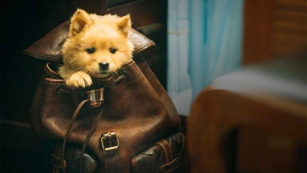 Hachiko - Para Sempre (2023)