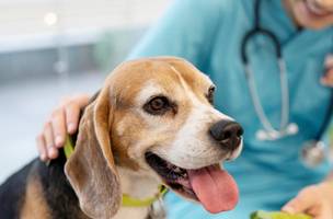 Os desafios com a pele dos animais de estimação: prevenção e cuidados (Foto: Divulgação)