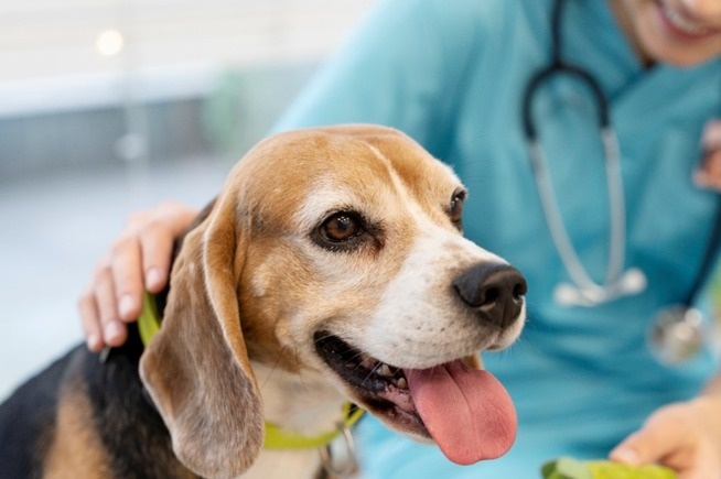 Os desafios com a pele dos animais de estimação: prevenção e cuidados