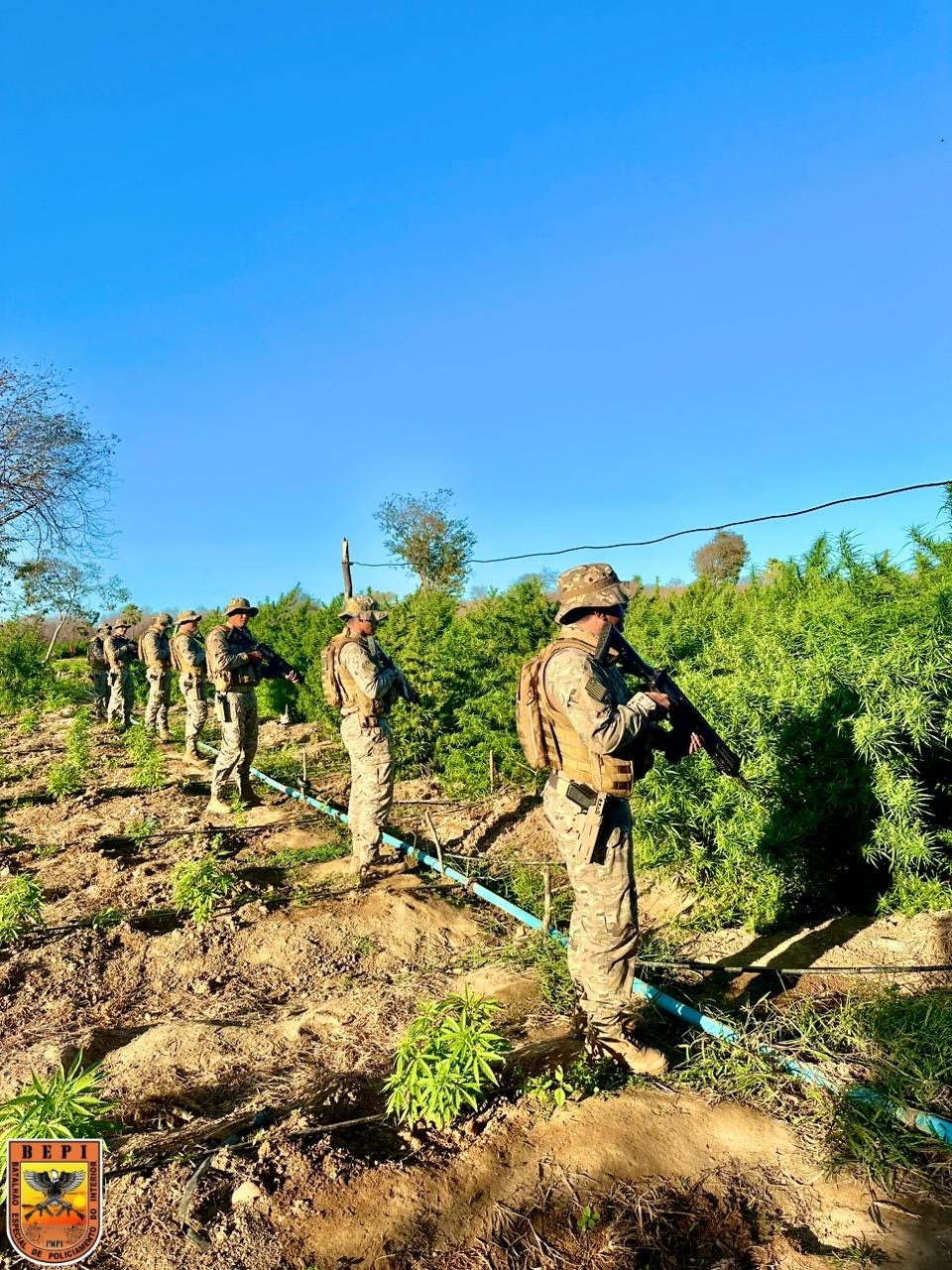 Plantação de maconha na zona rural de Nazaré do Piauí