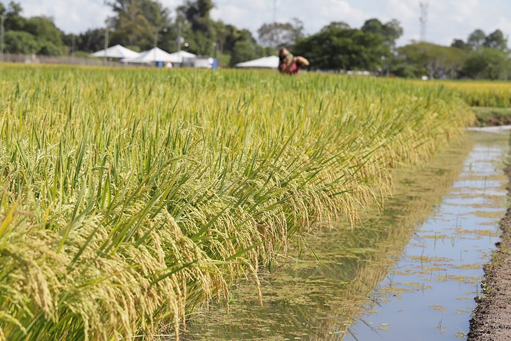 Plantação familiar de arroz