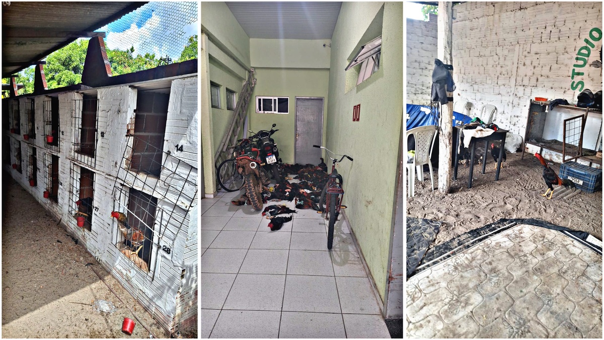 Polícia desmantelou rinha de galos em Parnaíba