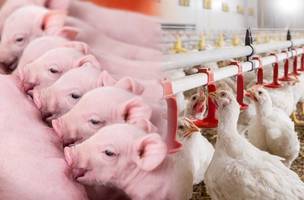 A companhia apresenta soluções para leitões recém-nascidos e qualidade da água para aves e suínos, além do NutriOpt On-Site Adviser. (Foto: Reprodução)