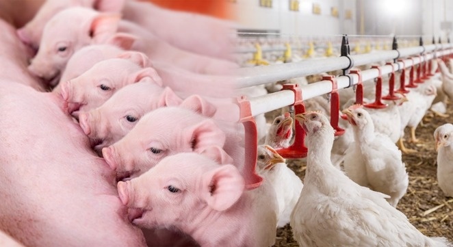 A companhia apresenta soluções para leitões recém-nascidos e qualidade da água para aves e suínos, além do NutriOpt On-Site Adviser.