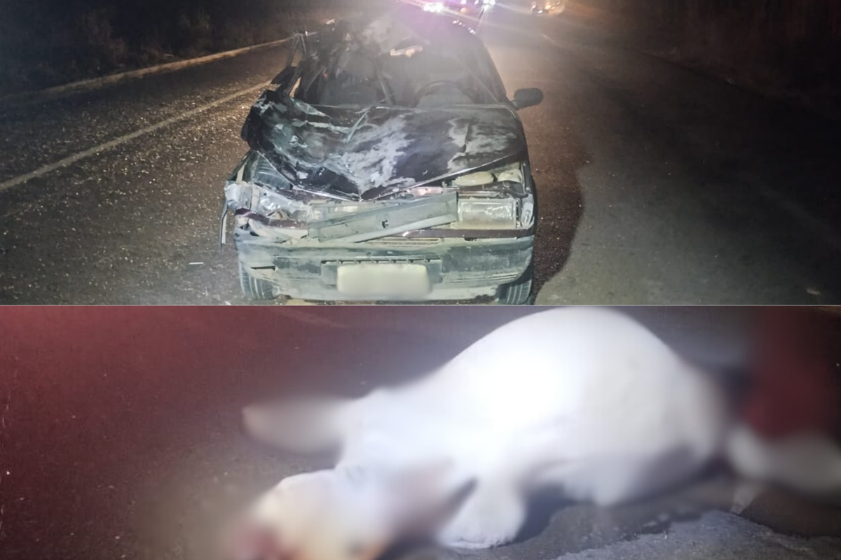 Acidente envolve veículo que colidiu com vaca solta na pista; idoso de 80 anos não resiste aos ferimentos.