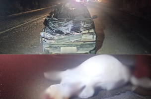 Acidente envolve veículo que colidiu com vaca solta na pista; idoso de 80 anos não resiste aos ferimentos. (Foto: Reprodução)