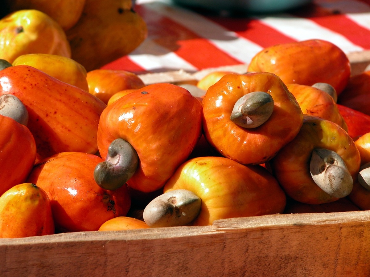 Versatilidade e benefícios nutricionais da fruta estimulam a expansão da cultura e atraem interesse na gastronomia.