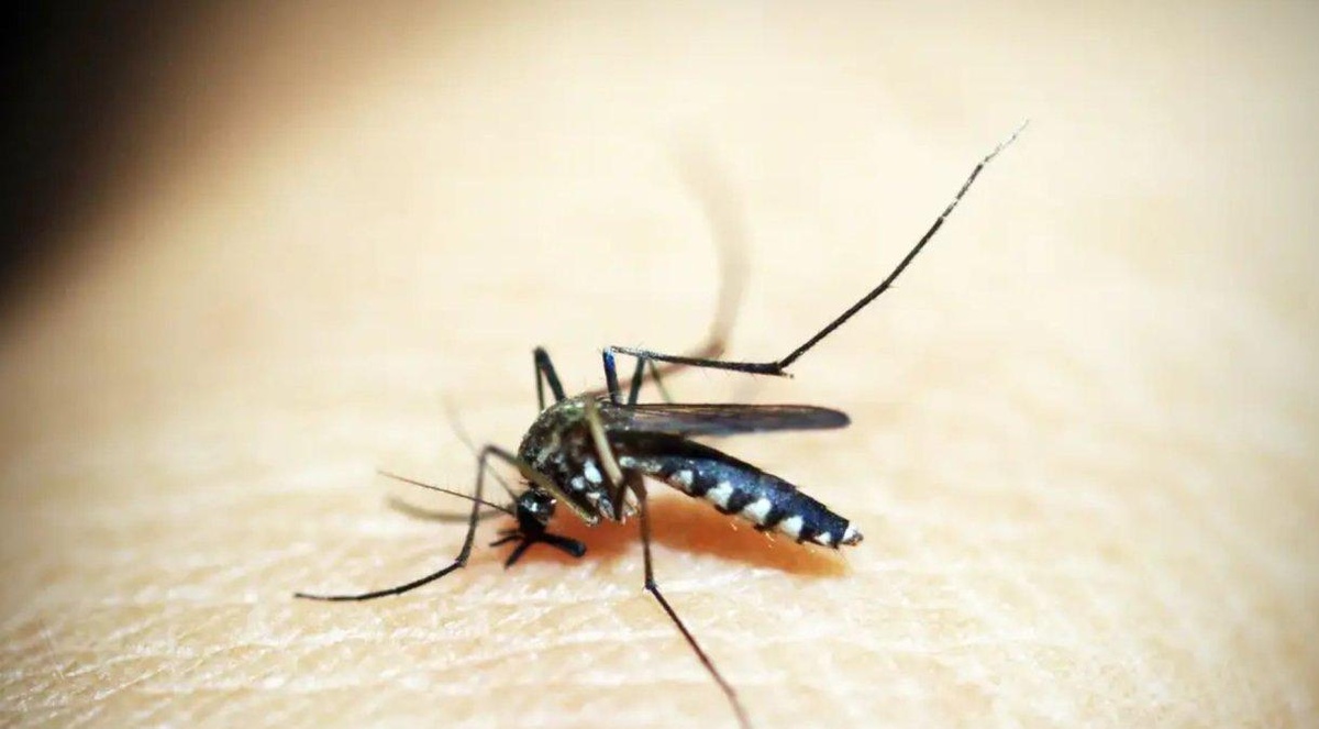Dengue é transmitida pelo mosquito Aedes aedypti• Pixabay