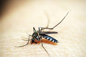 Dengue é transmitida pelo mosquito Aedes aedypti• Pixabay (Foto: • Pixabay)