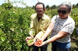 Piauí exporta acerola dos Tabuleiros Litorâneos de Parnaíba para os EUA e Europa (Foto: Reprodução/Francisco Leal)