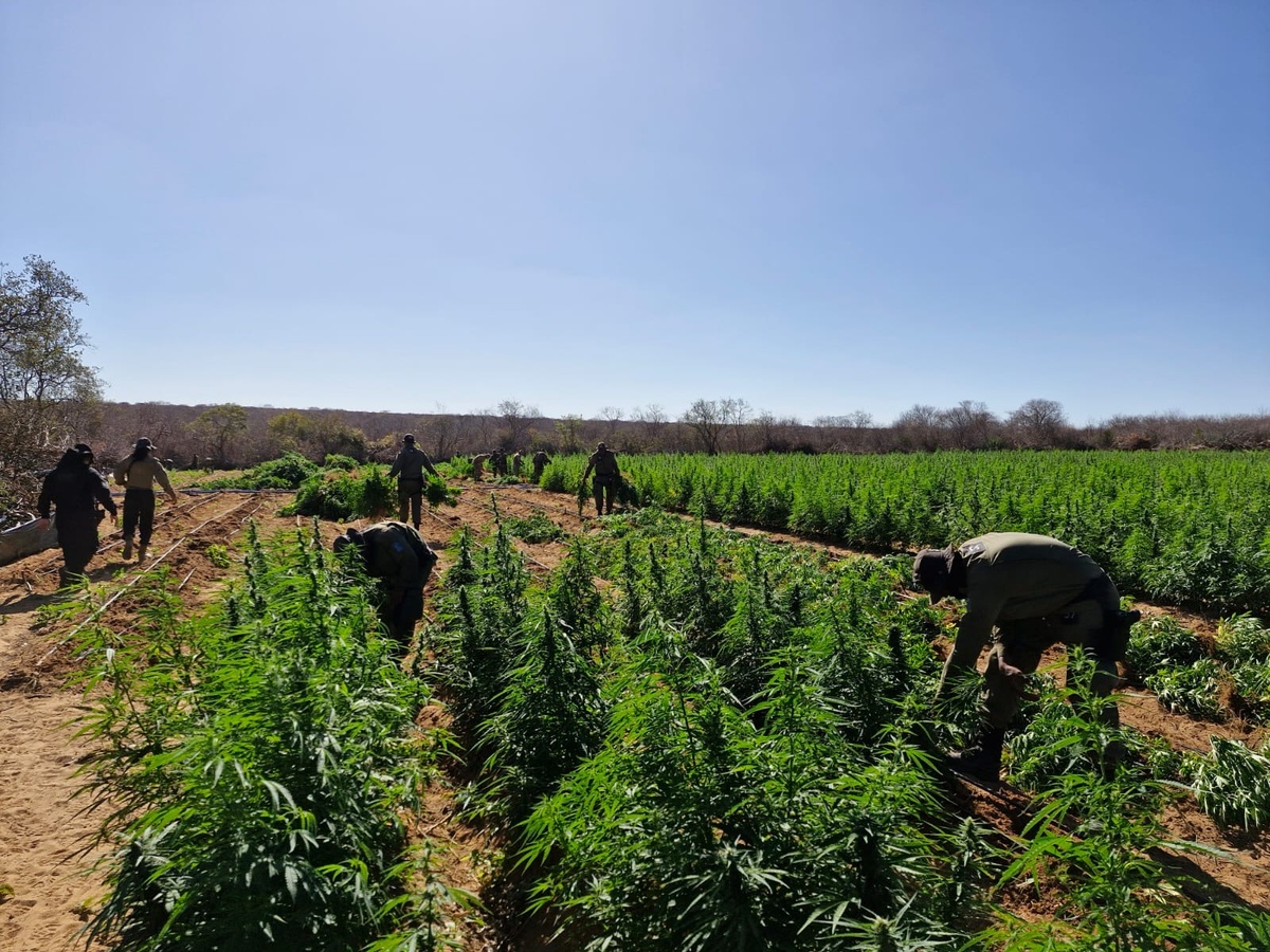 Plantação de Maconha encontrada no Sul do Piauí
