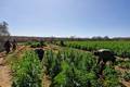 Piauí lidera apreensões de maconha no Brasil, de acordo com o Mapa da Violência