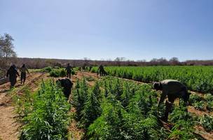 Plantação de Maconha encontrada no Sul do Piauí (Foto: SSP/PI)