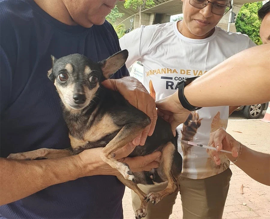 vacinação da raiva